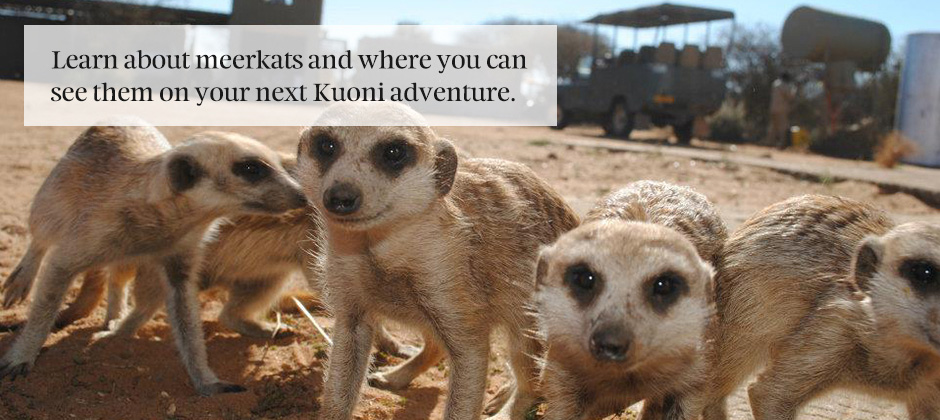 Discovering the wonderful world of meerkats